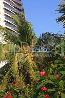 Modern Building And Palm