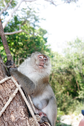 Wild Monkey Portrait