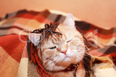 Cat Under Plaid