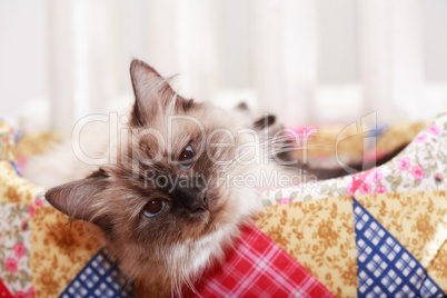 Cat In Basket