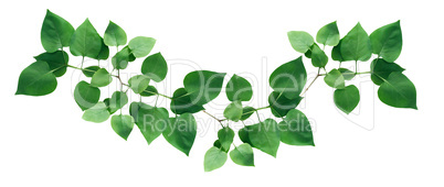 Green Leaves On White