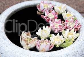 Lotus Flowers In Vase