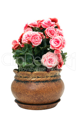 Flowers In Pot Isolated
