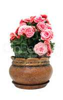 Flowers In Pot Isolated