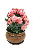 Flowers In Pot Isolated