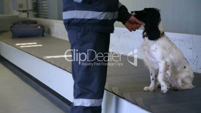 Police dog Spaniel gives paw.