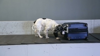 Border dog on a conveyor belt at the airport.