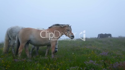 Two horses grazing in a meadow with flowers