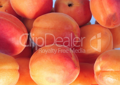 many orange peach at day