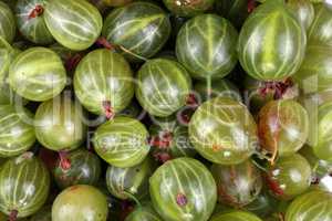 many green gooseberry fruit