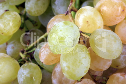 green grapes at day