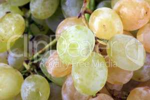 green grapes at day