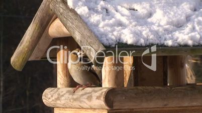 Kernbeisser und schneebedecktes Vogelhaus