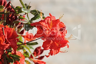 roter Rhododendron in voller Blüte