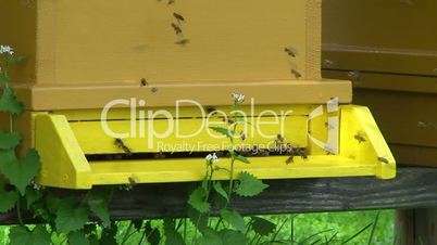 Bienen am Bienenstock