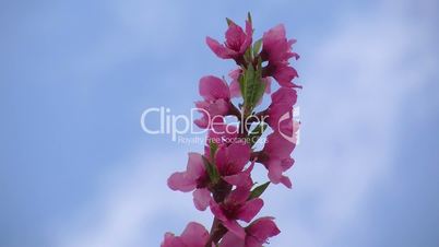 Pfirischblüten und blauer Himmel