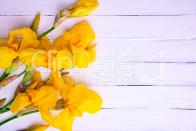 Bouquet of yellow irises on a white wooden background