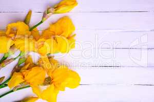 Bouquet of yellow irises on a white wooden background