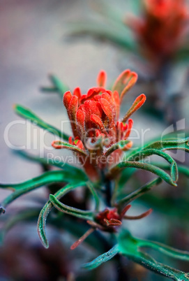 Indian Paintbrush