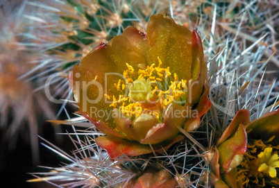 Hedgehog Cactus