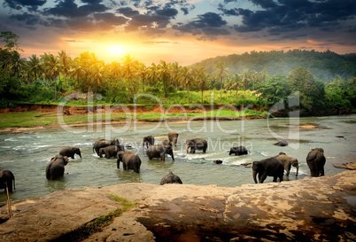 Elephants in jungle