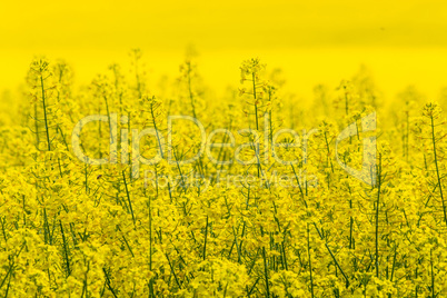 Blühendes  Rapsfeld  mit  blauen Himmel