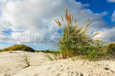 Landschaft in den Dünen auf der Insel Amrum