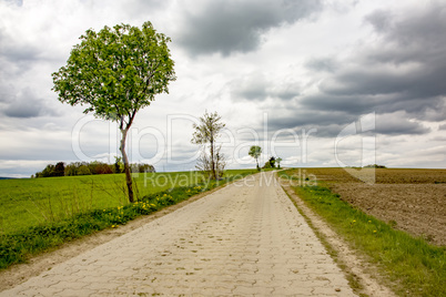 Road in nature in spring