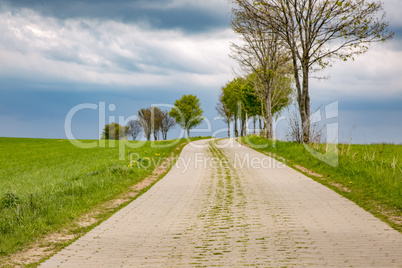 Road in nature in spring