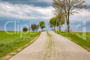 Road in nature in spring
