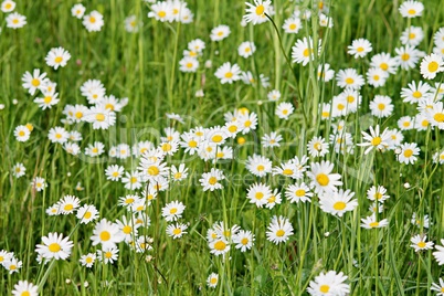 Wiese mit vielen blühenden Margeriten