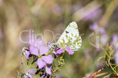 Large Marble - Euchloe ausonides.