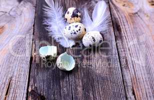 Quail eggs on a gray wooden surface,