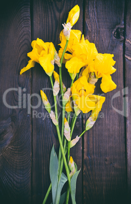 Blooming yellow irises