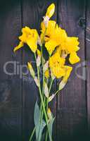Blooming yellow irises