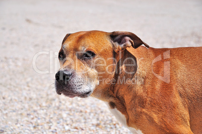 Portrait of a red American pit bull terrier