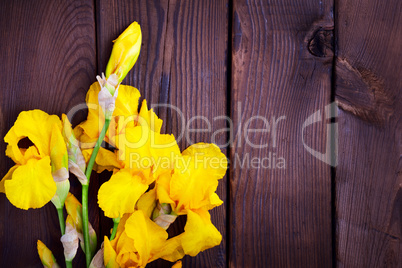 Bouquet of yellow irises