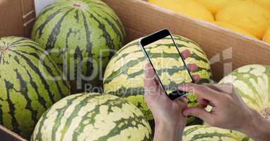 Hands photographing watermelons through mobile phone