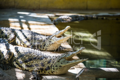 Crocodile in Hamat Gader, Israel .