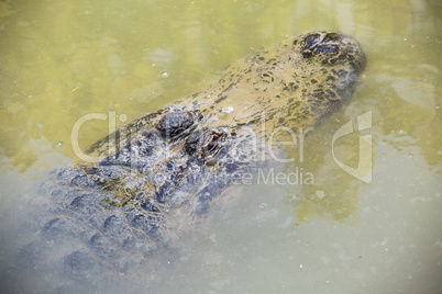 Crocodile in Hamat Gader, Israel .