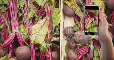 Hand taking picture of beets with mobile phone in grocery store