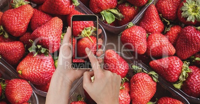 Hand photographing strawberries through smart phone