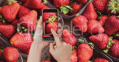 Hand photographing strawberries through smart phone