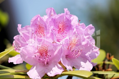 rosa blühender Rhododendron