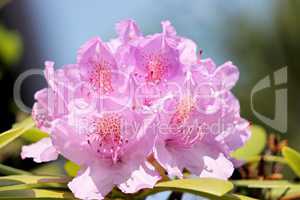 rosa blühender Rhododendron