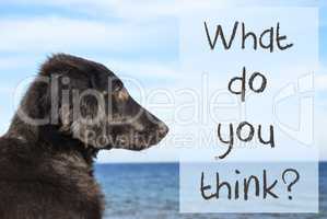 Dog At Ocean, Text What Do You Think