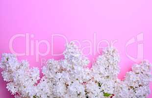 bouquet of white blossoming lilacs on a pink background