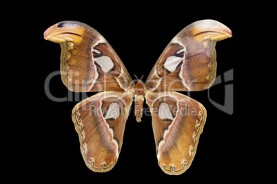 Tropical butterfly Attacus Atlas.