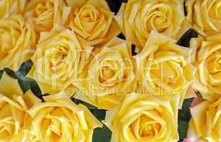 Beautiful yellow rose, top view.