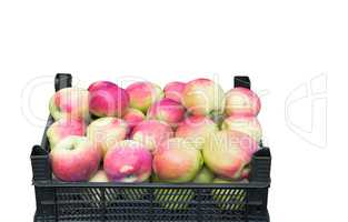 Large ripe apples in a storage container on a white background.